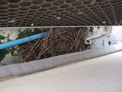 鳩の巣