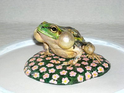 求愛の鳴き声 蛙の匠 楽天ブログ