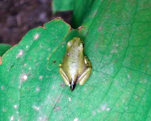 しっぽのあるカエル | 公園日記 - 楽天ブログ