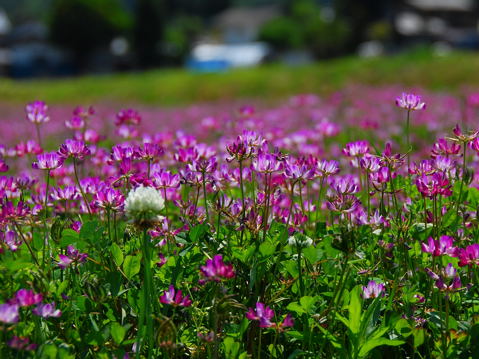 レンゲ草 フォト安次郎 安らぎの風景 楽天ブログ