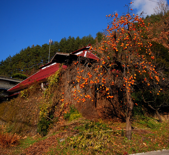 柿の木のある風景 四賀村 | フォト安次郎・安らぎの風景 - 楽天ブログ