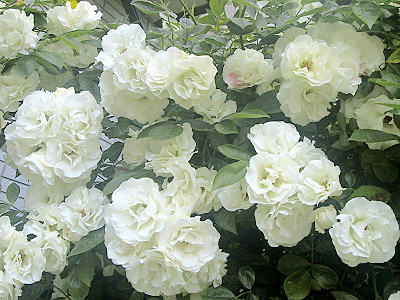 白いつる薔薇
