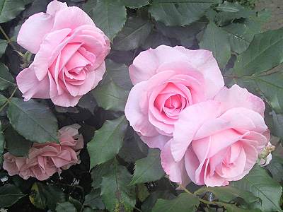 ピンクの薔薇２