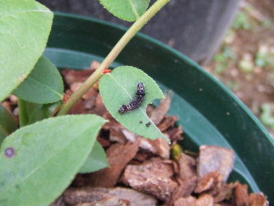 ブルーベリーの葉っぱを食べちゃう害虫 素人果樹栽培と特選園芸グッズ 楽天ブログ