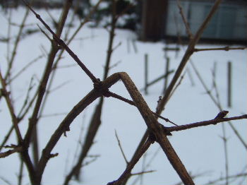 ザクロの剪定とコスカシバの越冬 駆除 素人果樹栽培と特選園芸グッズ 楽天ブログ