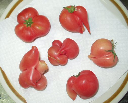ibitu tomatotati 35%.jpg