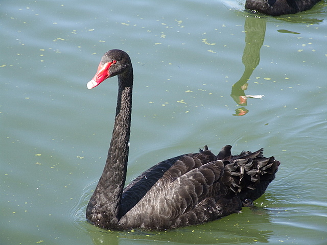 Black Swan 黒い白鳥 A Snapshot Of My Life 楽天ブログ