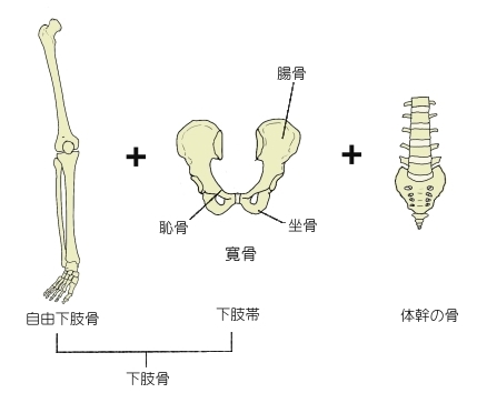 pelvic-girdle-1.JPG