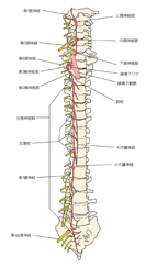 神経イラスト 脊髄神経と交感神経 フィットネスの勧め 楽天ブログ