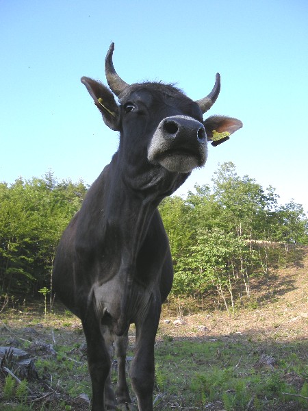 やっぱり夏がかっこいい 岩手の山から送る 牧場ブログ 楽天ブログ