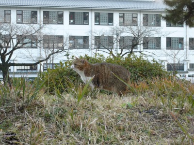 城にゃん