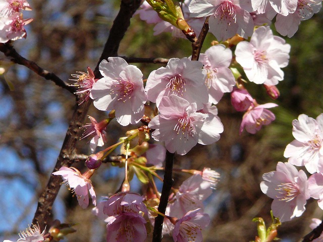 河津桜.jpg