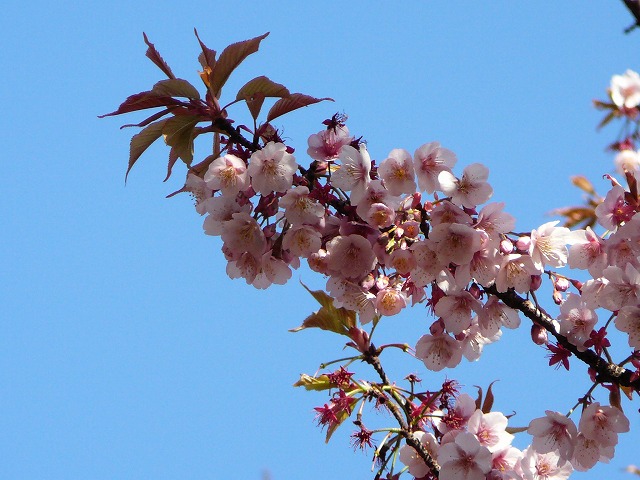 寒桜　.jpg