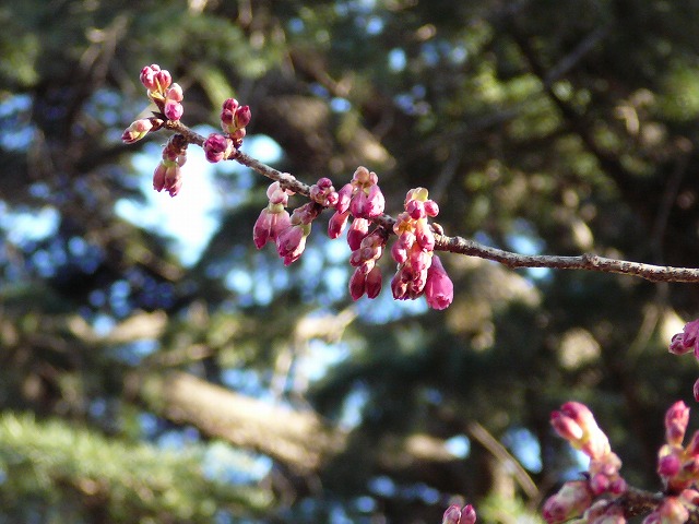 寒緋桜.jpg