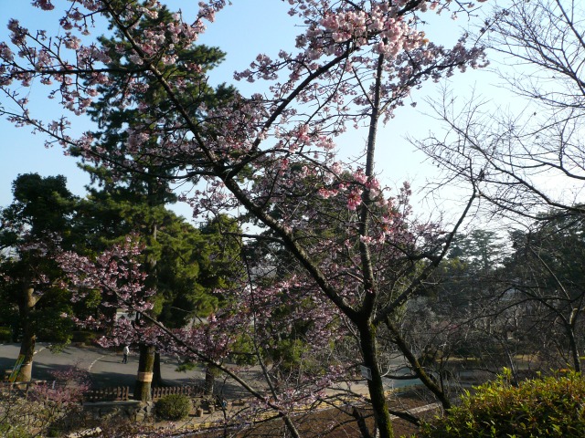 寒桜