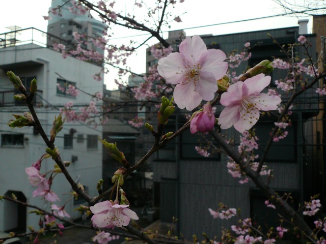 河津桜.jpg