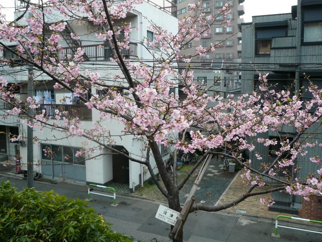 河津桜2.jpg