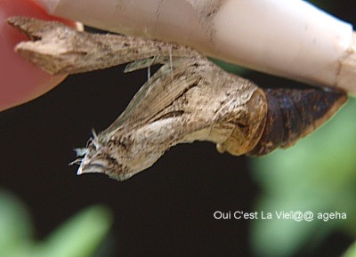 糸が切れたアゲハ蛹の飼育 Ageha的ニチジョウ 楽天ブログ