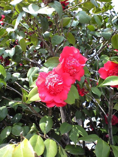 椿に似た花 虚空館への道標 楽天ブログ