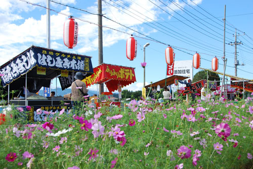 雨上がりの おかべコスモス祭 見栄子の熊谷らいふ 楽天ブログ