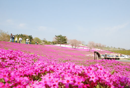 桜と芝桜 おおた芝桜まつり 見栄子の熊谷らいふ 楽天ブログ