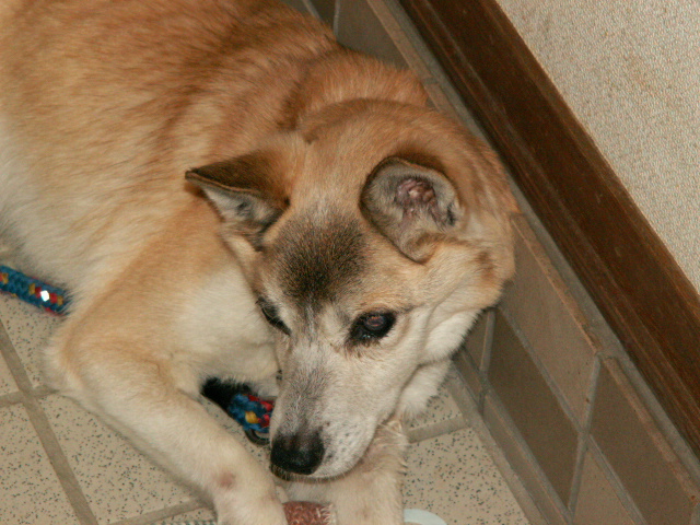 崖っぷち犬の飼い主になりたい 今年無くなった犬にそっくり 徳島動物愛護協会さんお願いします ホンダ ビート君のブログ 楽天ブログ