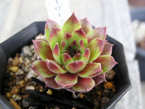 Sempervivum Pacific Purple Shadows パシフィック・パープル