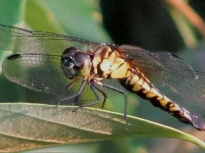 珍しいトンボを撮影したと思ったらハラビロトンボでした 大分金太郎の花鳥蝶月 楽天ブログ