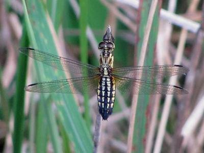 珍しいトンボを撮影したと思ったらハラビロトンボでした 大分金太郎の花鳥蝶月 楽天ブログ