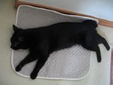 にゃふん♪