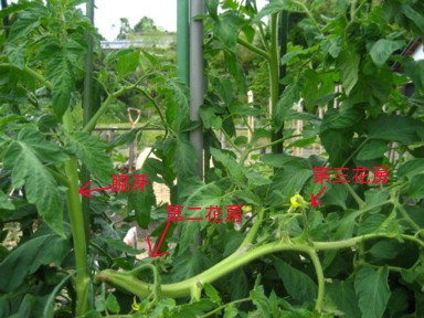 トマトの連続摘芯栽培 新米家庭菜園 楽天ブログ