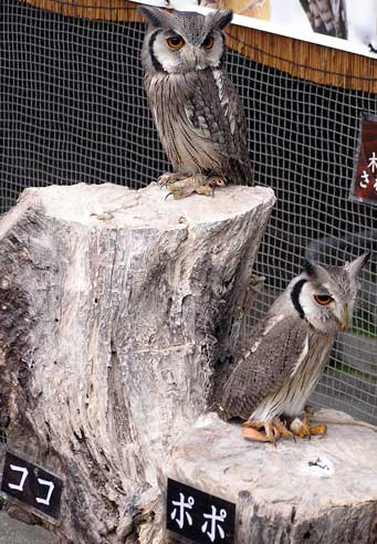 掛川花鳥園 1 ポポちゃん、ココちゃん | ホッとする時間
