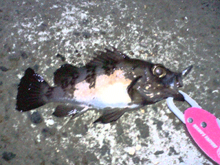 メバル20100220.gif