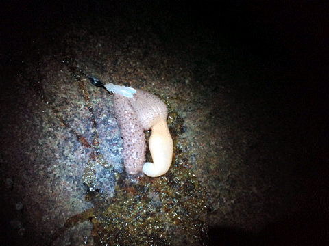 謎の生物.gif