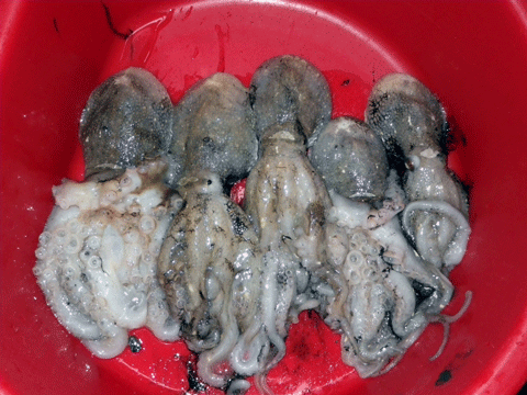 20111210釣果.gif