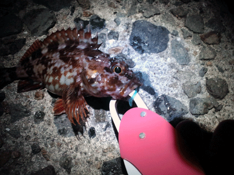 0428ガシラ.gif