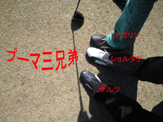0319プーマ三兄弟.gif
