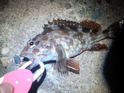 0610ガシラ.gif