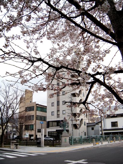ホテル前の桜