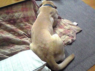 さびしい背中