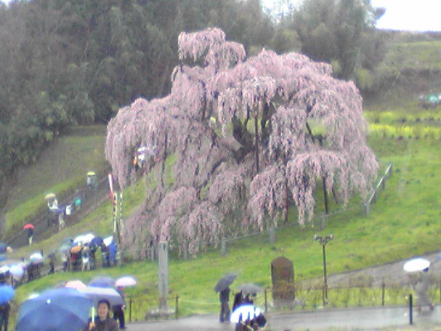 滝桜2