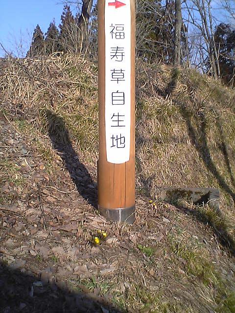 福寿草自生地