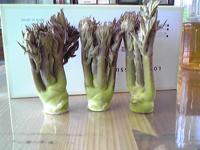 タラの芽3兄弟
