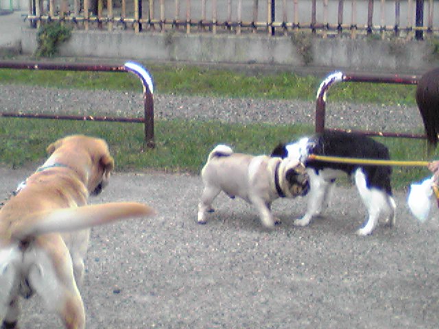 リュウ君1