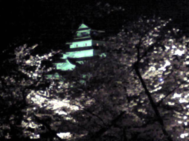 夜桜
