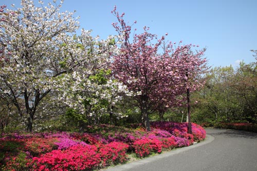 総合公園・桜02