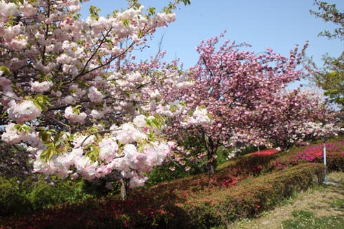 総合公園・桜03