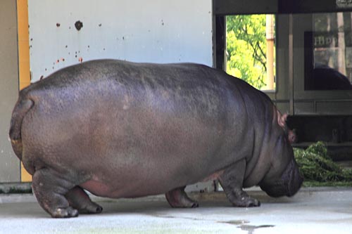 とべ動物園05-03