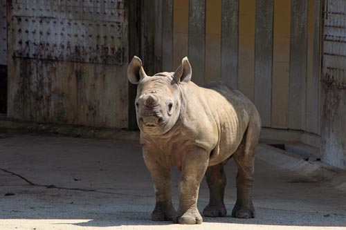 とべ動物園05-06