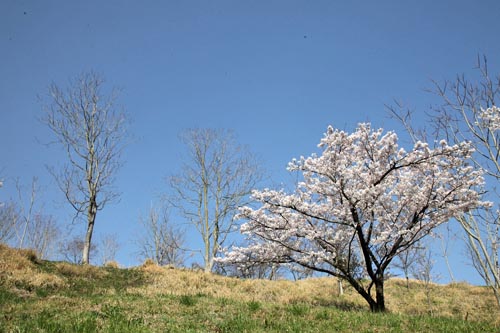 レインボーハイランドの桜03